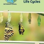 Science Bug Inter Wkbk Life Cycles (Pearson)
