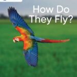 Schofield My Letters and Sounds How do They Fly?